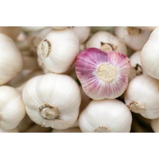 Knoblauch  frisch   IT