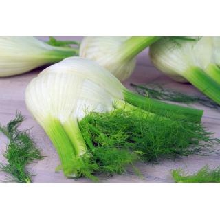 Fenchel