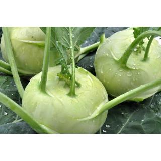 Kohlrabi Demeter Bayern