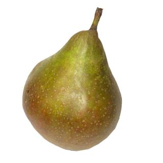 Birnen Guyot,  NEUE ERNTE