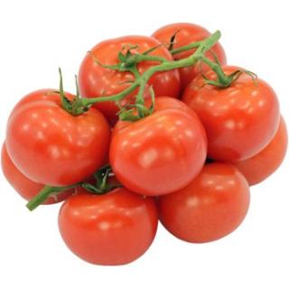 Tomaten Strauch