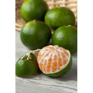 Satsumas, grün
