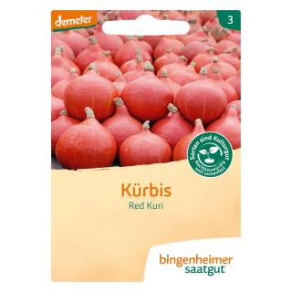 Kürbis Red Kuri