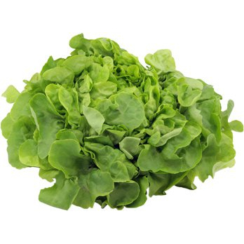 Salat Eichblatt grün