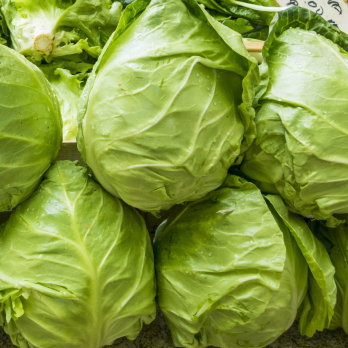 Spitzkohl