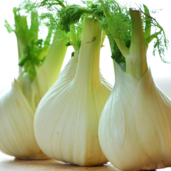 Fenchel