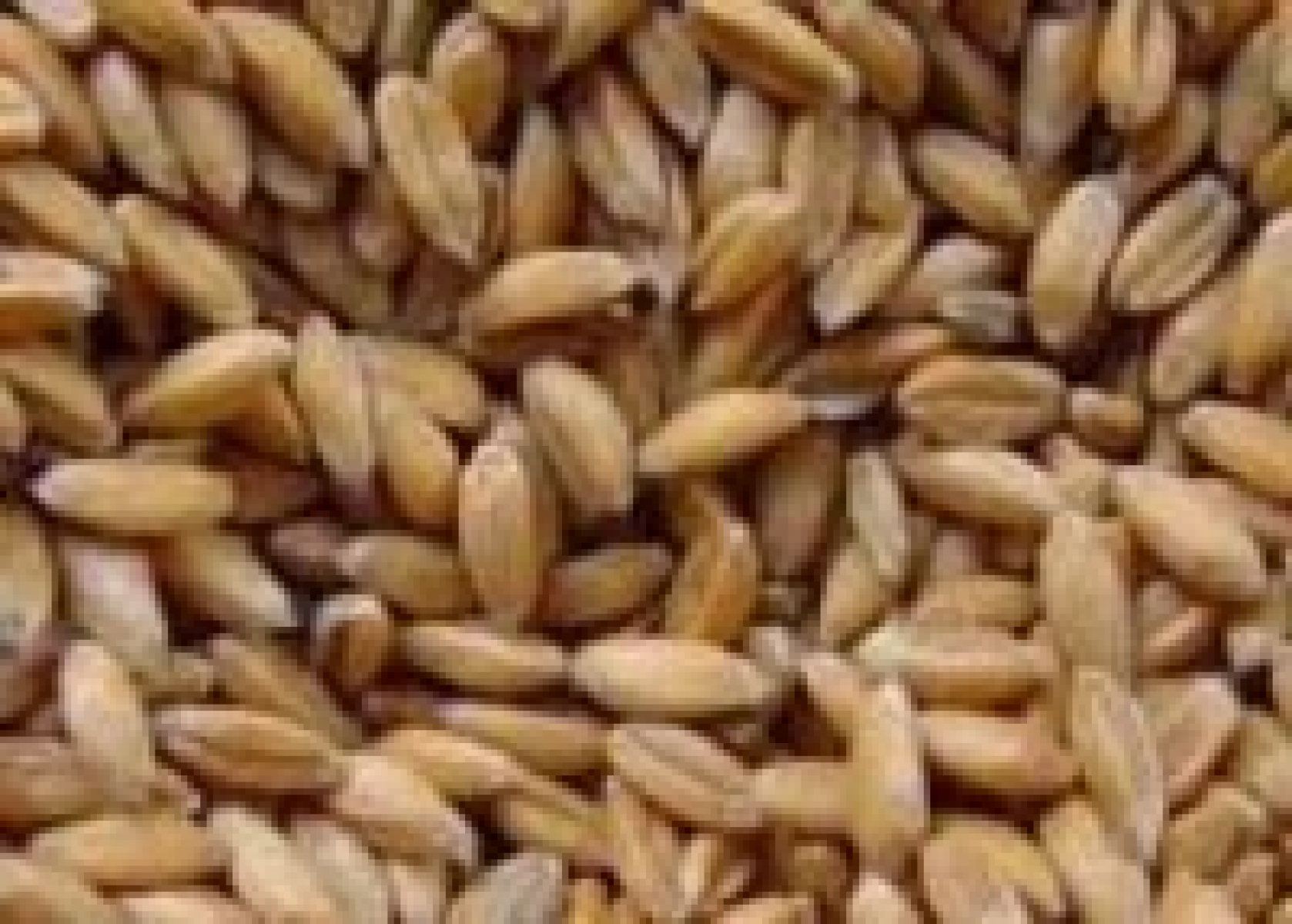 Dinkel 1kg