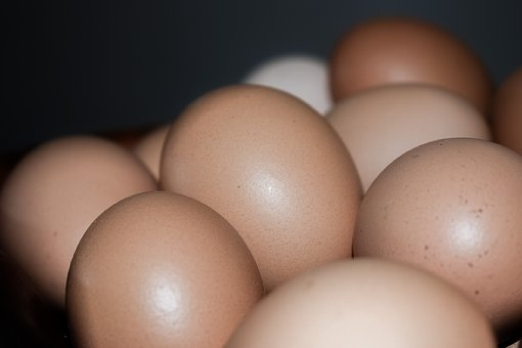 Eier