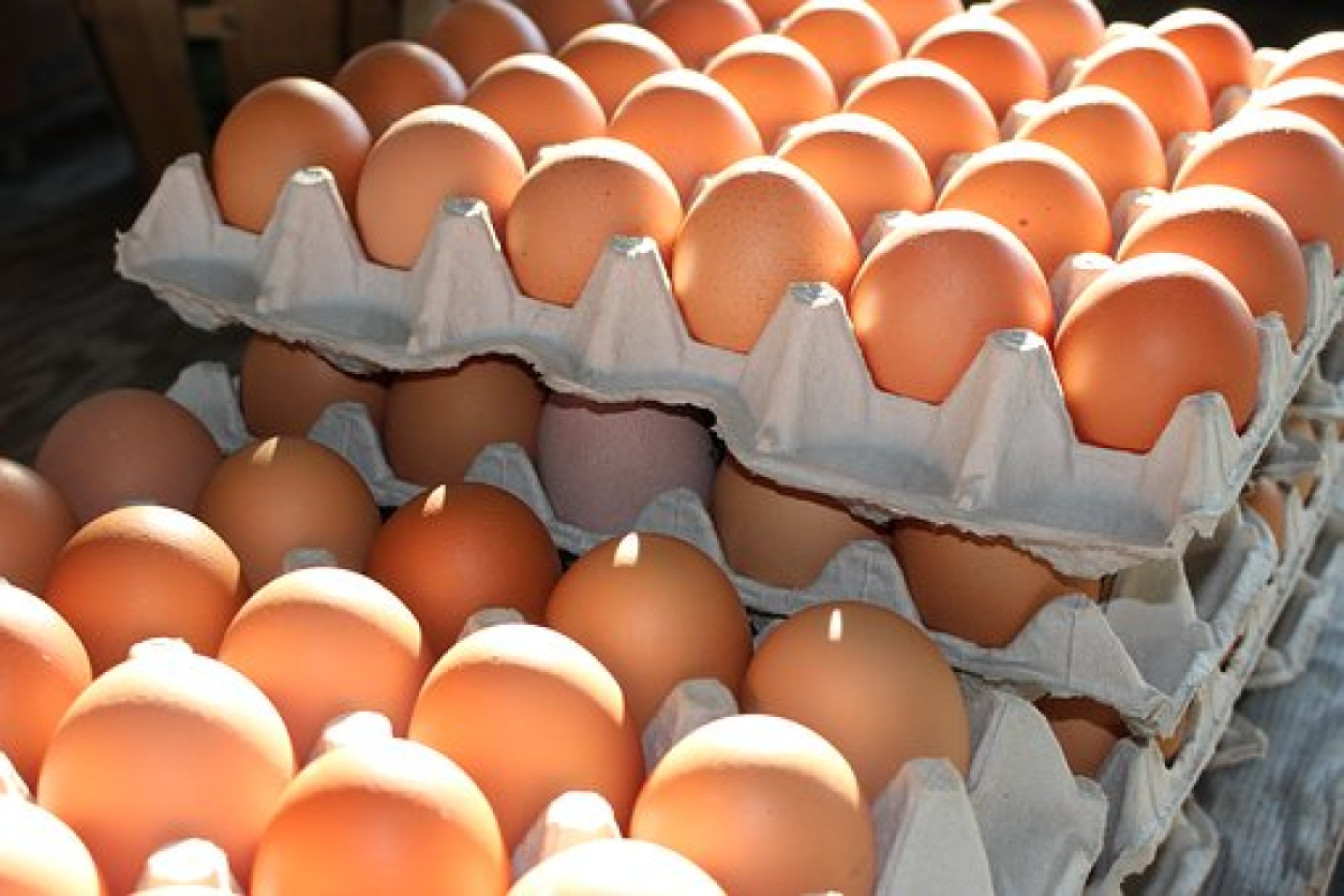 Eier 6er