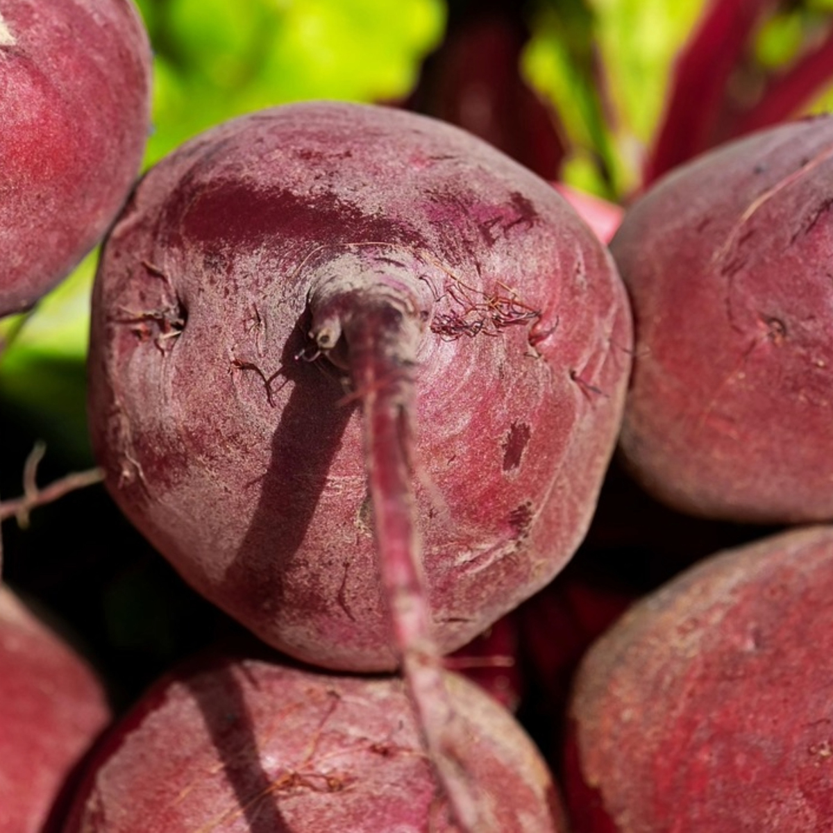 Rote Bete
