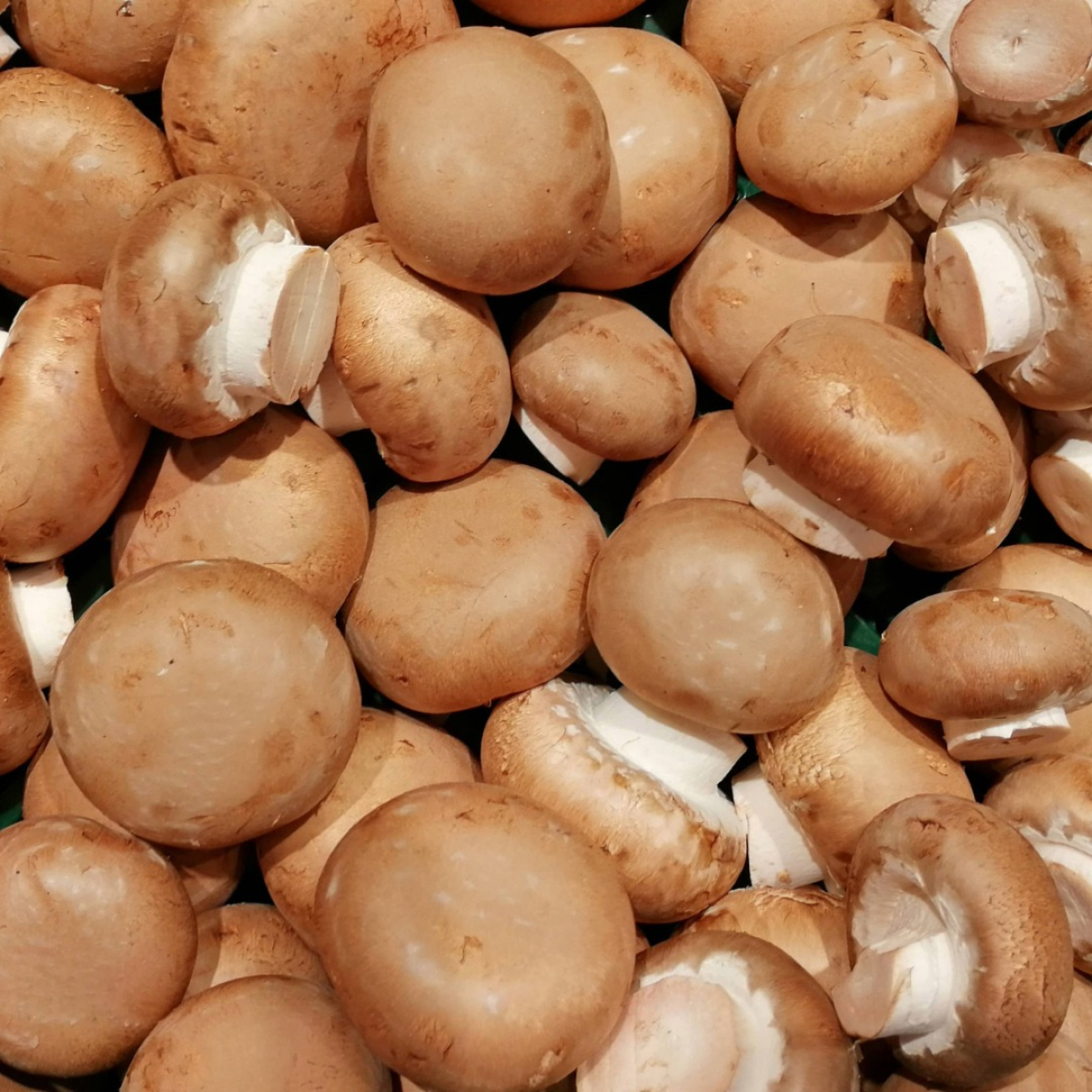 Pilze Steinchampignon
