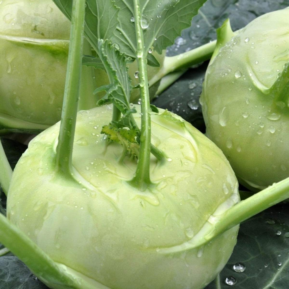Kohlrabi