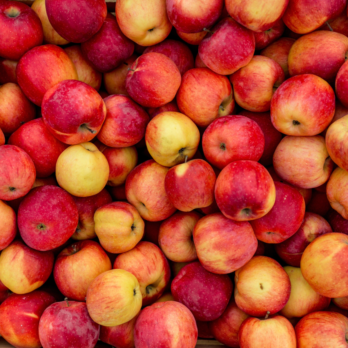 Äpfel Elstar
