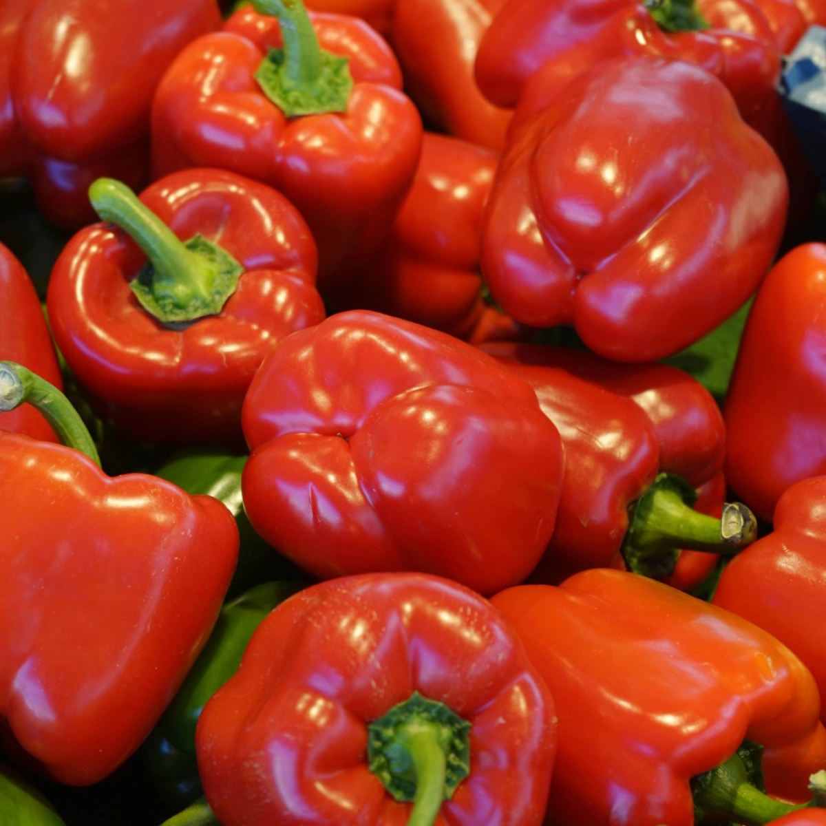Paprika rot