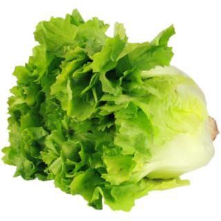 Salat Endivie