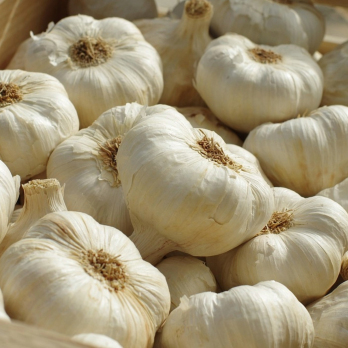 Knoblauch, getrocknet