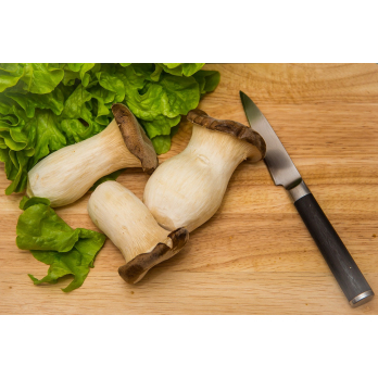 Pilze Kräuterseitlinge