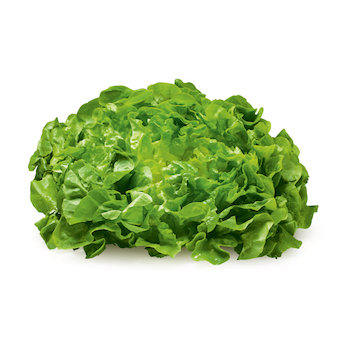 Salat Eichblatt grün