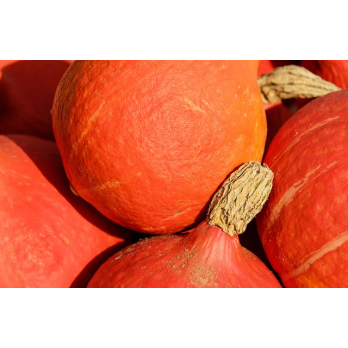 Kürbis Hokkaido Haßberge