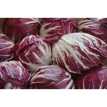 Radicchio