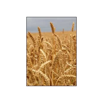 Weizen, 5kg